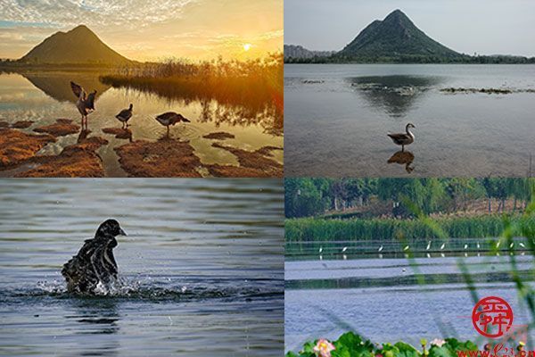 跟着鸟儿看济南②：风暖草木香 莫负鸟鸣声