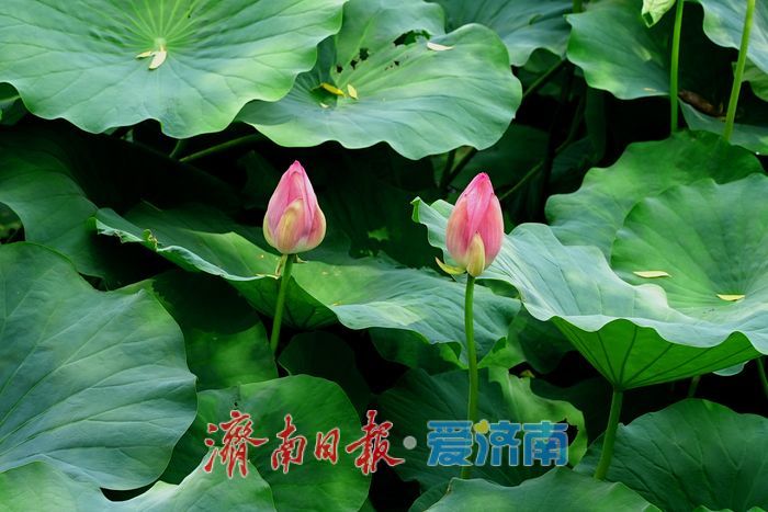 一年四季 泉在济南丨大明湖荷花睡莲“竞相争艳” 醉游人