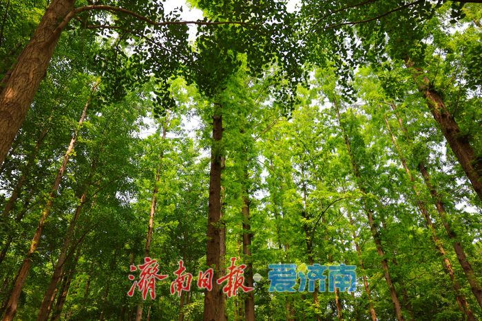 绿意铺就清凉秘境 泉城公园水杉林解锁初夏惬意时光