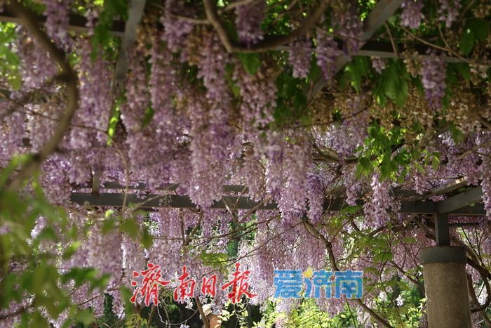 泉城公园“紫藤瀑布”成为新晋打卡点
