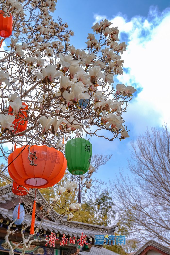 济南趵突泉万竹园：玉兰盛放映古建 春色满园醉游人
