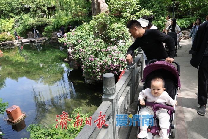 一年四季 泉在济南丨泉畔蔷薇花海盛放醉游人