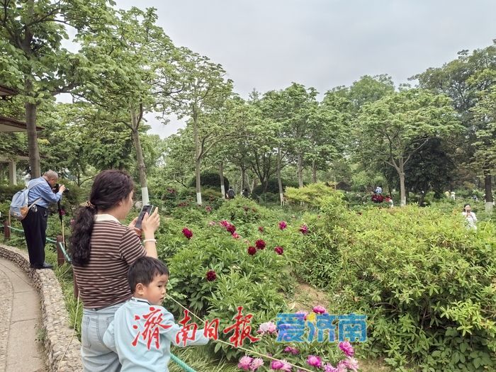 牡丹落幕，芍药接棒！摄影大爷揭秘识别密码