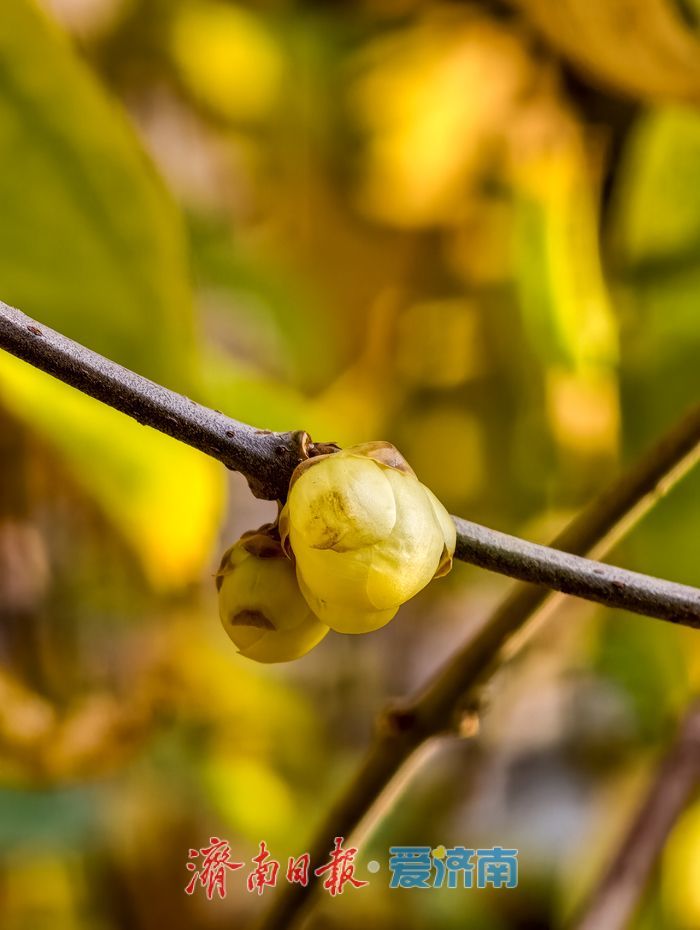 一年四季 泉在济南丨冬日“香氛”已剧透！趵突泉沧园蜡梅含苞待放