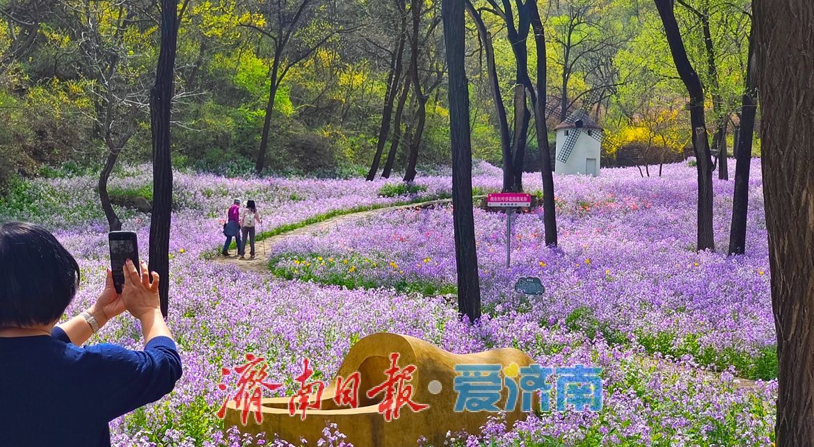 治愈系风景！在红叶谷欧洲风情谷，看漫山紫花如浪