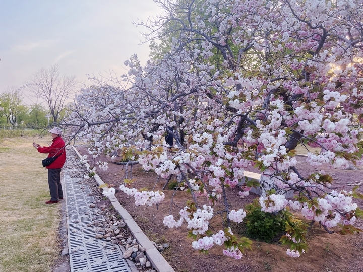 赏花打卡，享受春暖花开