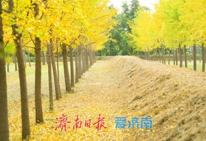 一年四季 泉在济南丨低温来袭“含金量”渐高，济南黄河畔“银杏长廊”将迎来最佳观赏期