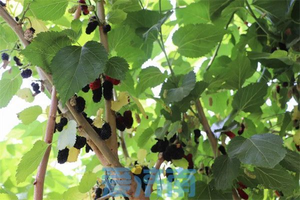 平阴夏日“葚”是美好！赴一场吃到满嘴紫红色的甜蜜之约