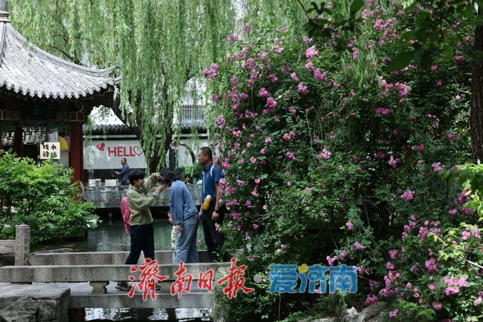 一年四季 泉在济南｜五龙潭公园蔷薇盛放惹人醉