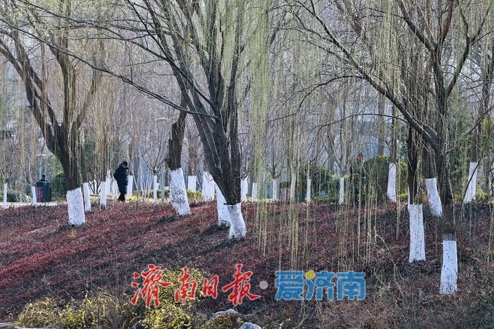 一年四季 泉在济南丨腊山河柳丝拂岸 春日美景引游人