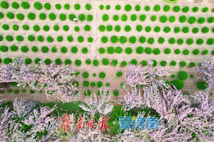 壮观！烂漫花海绕民居 绘就美丽乡村画卷