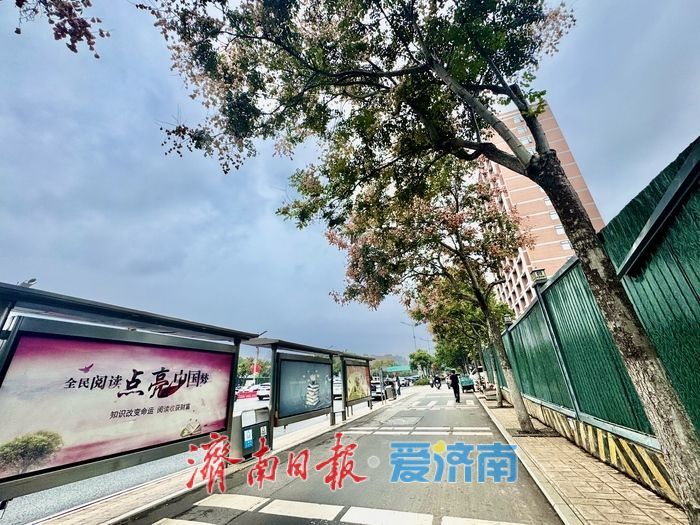 一年四季 泉在济南丨济南经十路：栾树花开添秋色