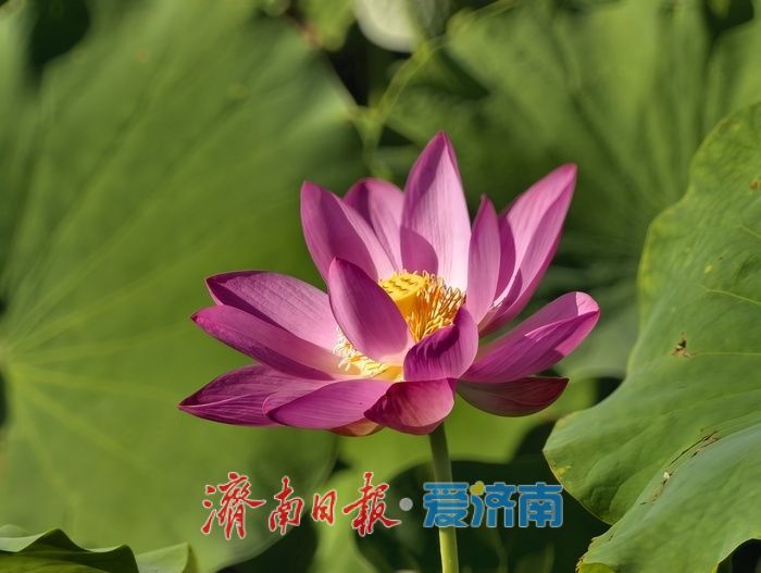一年四季 泉在济南｜泉水浸润，灰泉荷塘绘就盛夏画卷