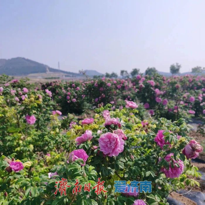 春日暖阳，带你奔赴浪漫花约，济南市特色林果赏花攻略来啦→