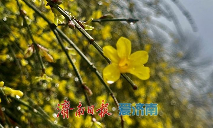 济南春雨降温迎春花俏 未来将有雨雪天气