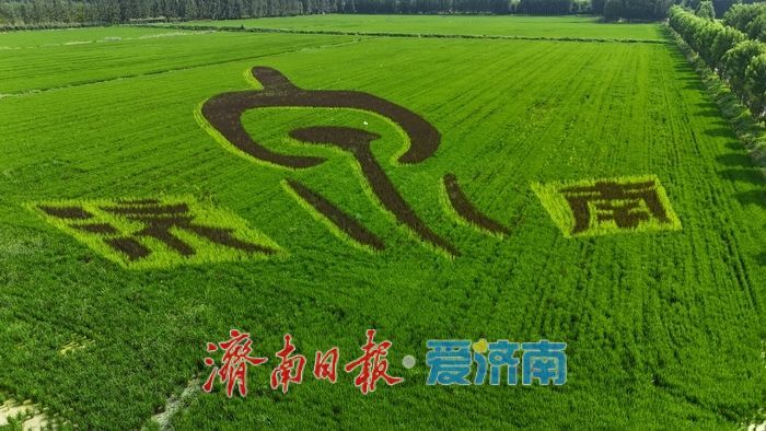 荷花路街道40亩稻田变身“画布”