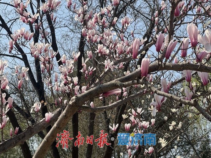 雨过天晴春光好 泉城公园玉兰引客打卡