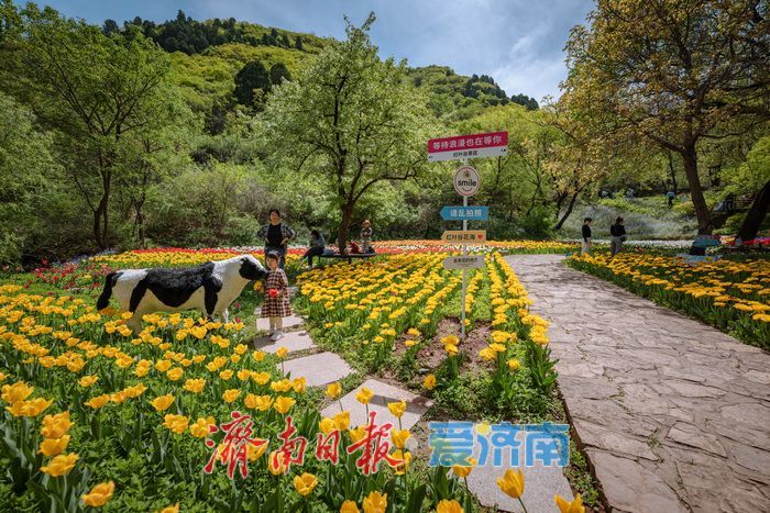 一年四季 泉在济南丨泉城春满山谷间！济南红叶谷郁金香与二月兰织就春日浪漫图景