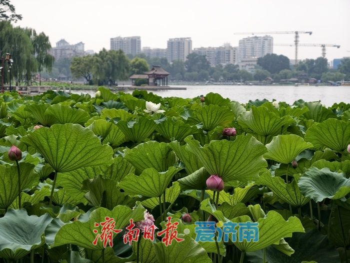 一年四季 泉在济南丨荷风送香醉游人 大明湖赏荷热度持续走高