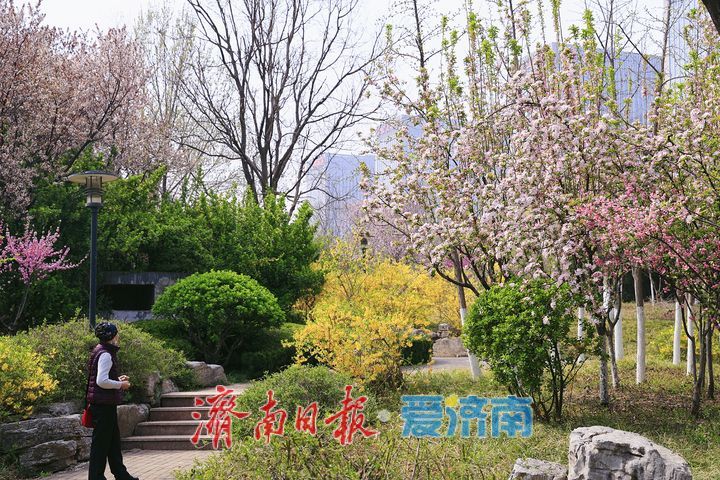 一年四季 泉在济南丨街头繁花盛放 尽赏春日好风光