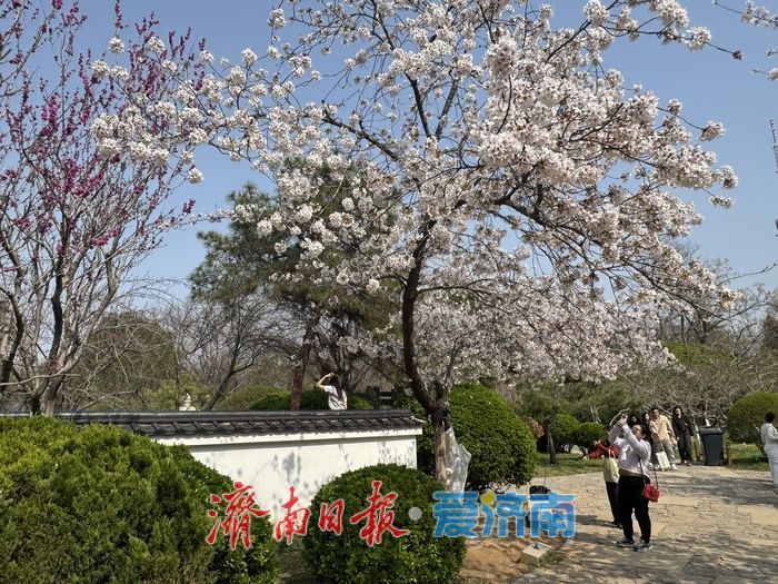 气温攀升至25℃ 泉城公园樱花盛放引客来