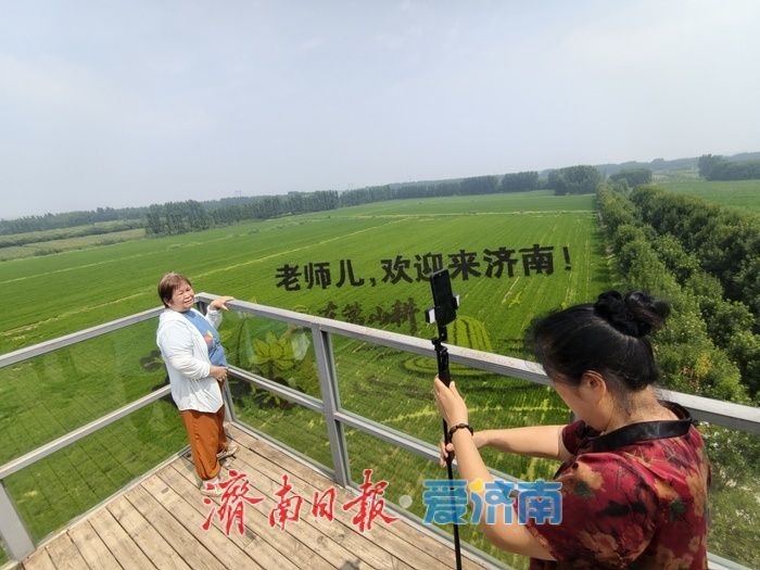 稻田作画布！济南巨幅创意稻田画进入最佳观赏期