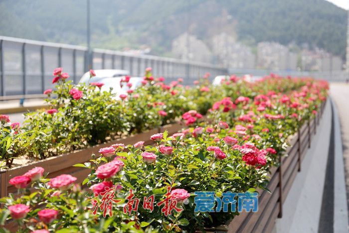 一年四季 泉在济南丨一路繁花，这条月季“花路”惹人爱