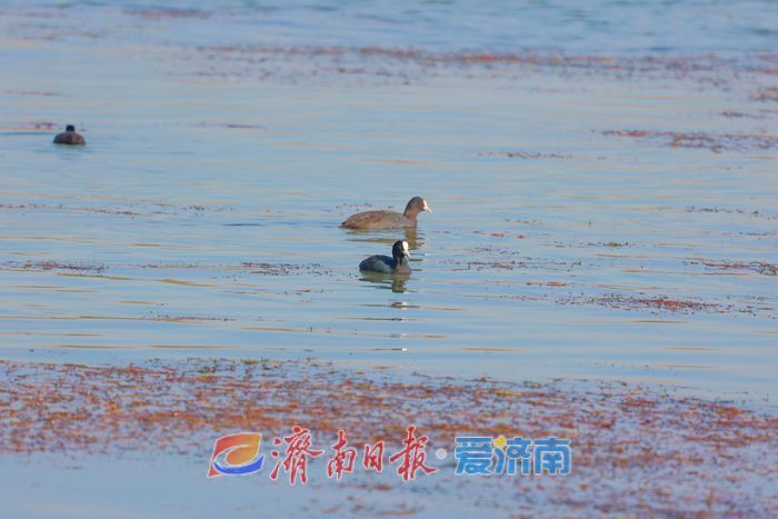 罕见！章丘白云湖首次迎来白化白骨顶