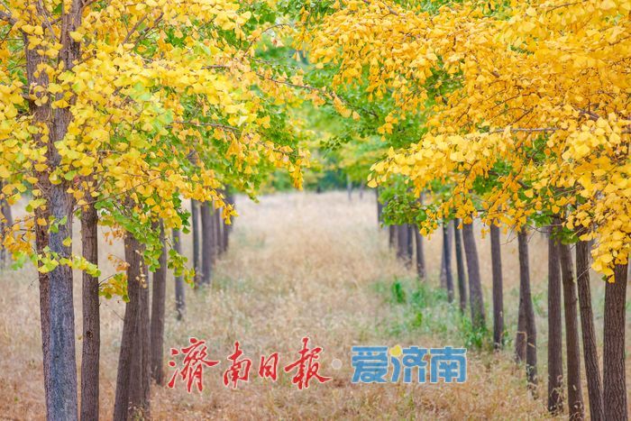 一年四季 泉在济南丨济南黄河银杏林步入唯美交替盛景