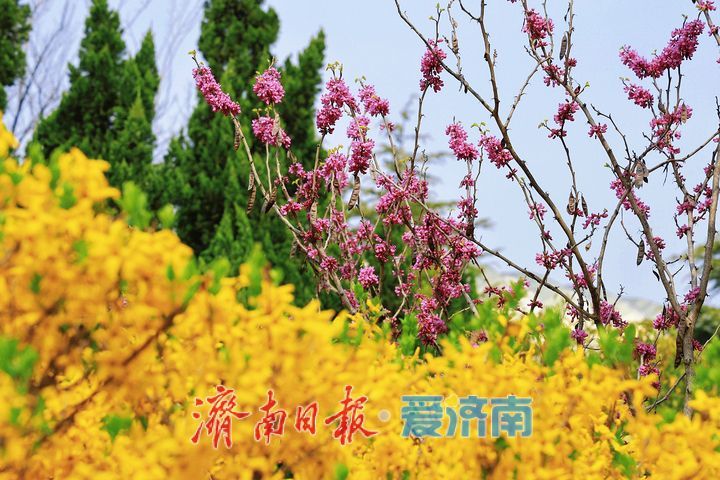 一年四季 泉在济南丨街头繁花盛放 尽赏春日好风光