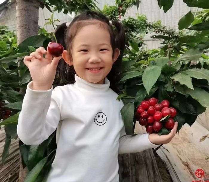 吃樱桃啦！泉水人家社区行5月25日走进泉城公园