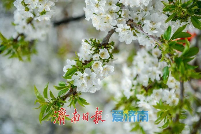 春日暖阳，带你奔赴浪漫花约，济南市特色林果赏花攻略来啦→