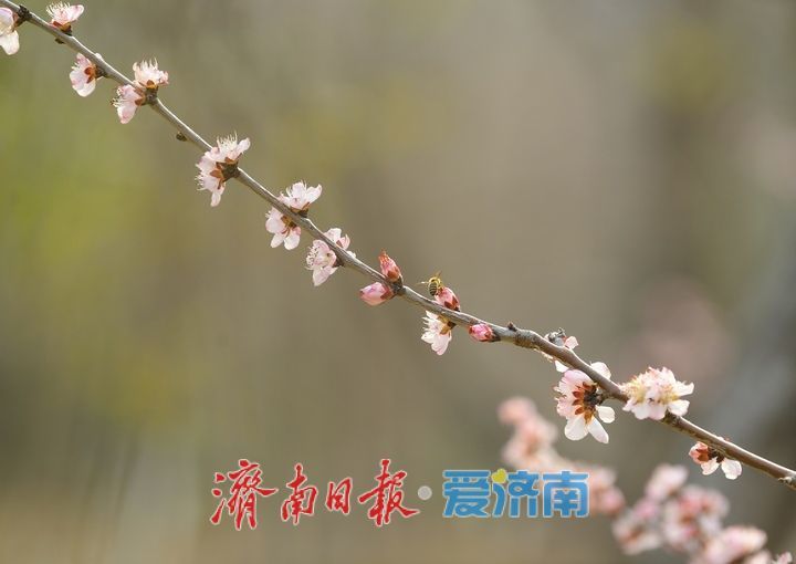 又是一年春时到，桃花依旧笑春风