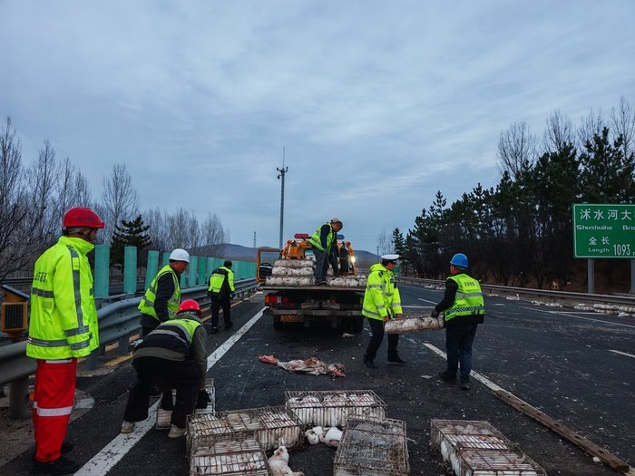 太“兔”然了！满载2000只兔子的货车高速上出事故，兔子乱窜，交警紧急救助