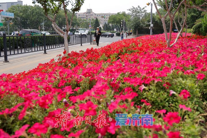 绿树红花相映成趣 城市绿化勾勒夏日美景