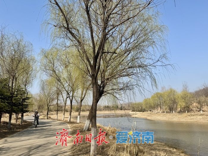 玉符河畔春意浓 杨柳依依醉游人