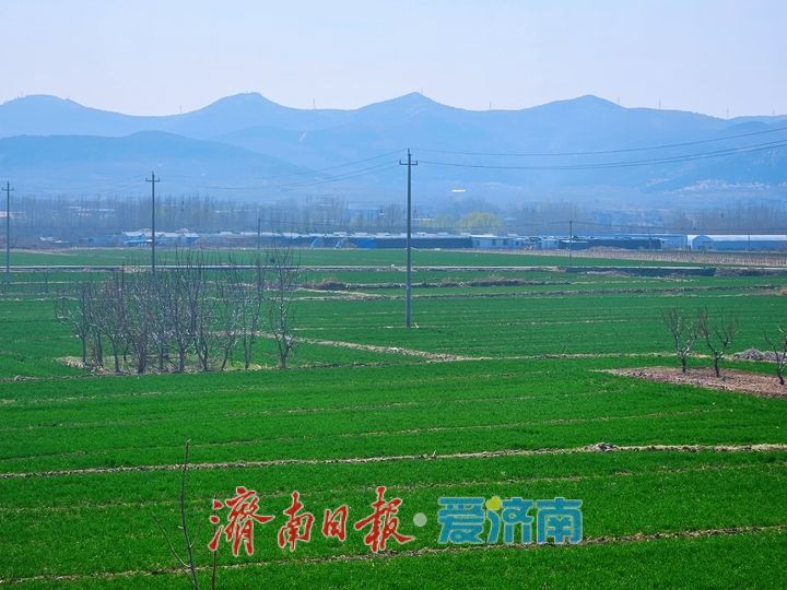 春风吹绿千顷麦 泉城沃野满目新