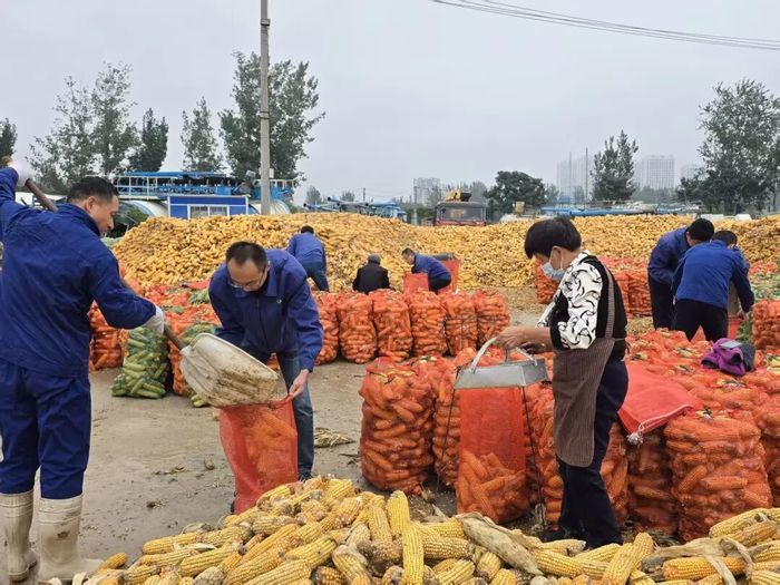 田间收货、抢收抢烘、理赔服务……山东省属企业护航“三秋”生产，助农户渡难关