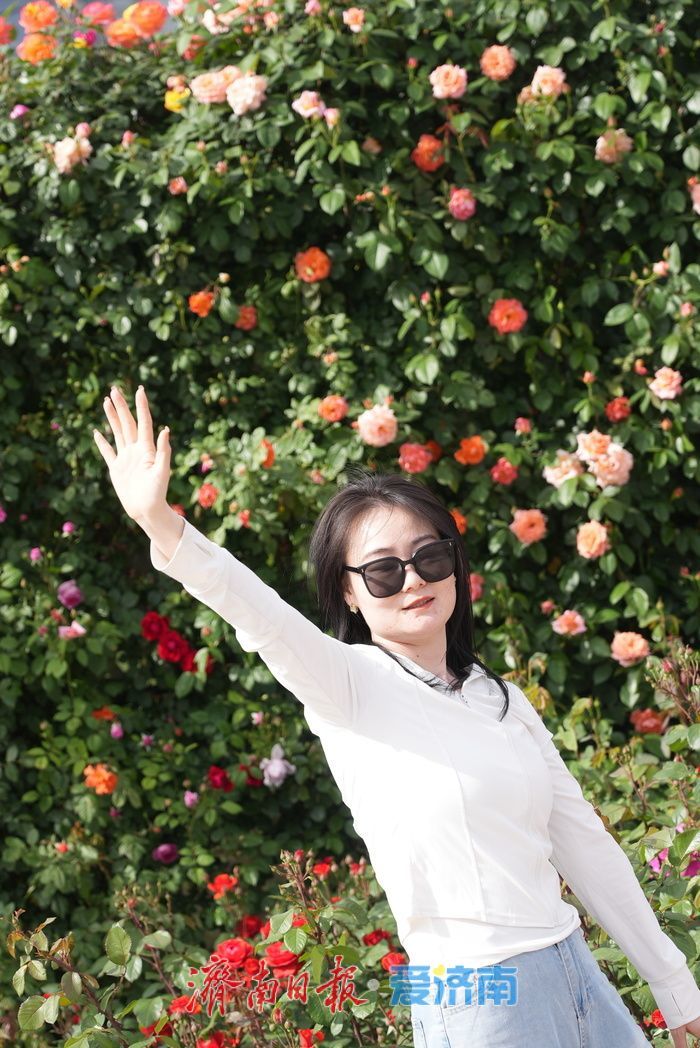 五彩月季烂漫绽放，泉城广场成梦幻花海