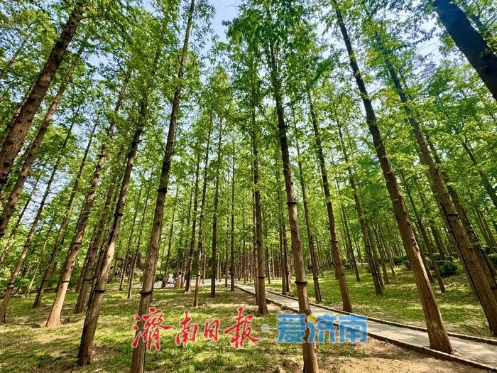 一年四季 泉在济南丨泉城公园水杉林 初夏演绎“绿野仙踪”