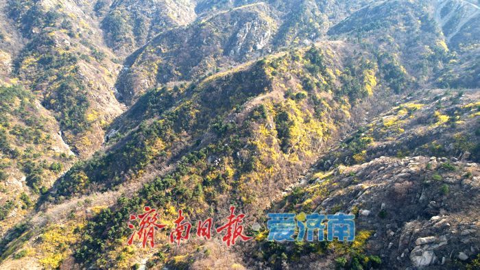 连翘“染金”！济南莱芜莲花山漫山铺金美如画