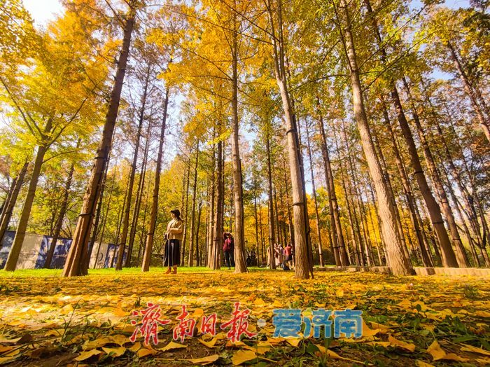 济南泉城公园冬景如画 层林尽染引客打卡