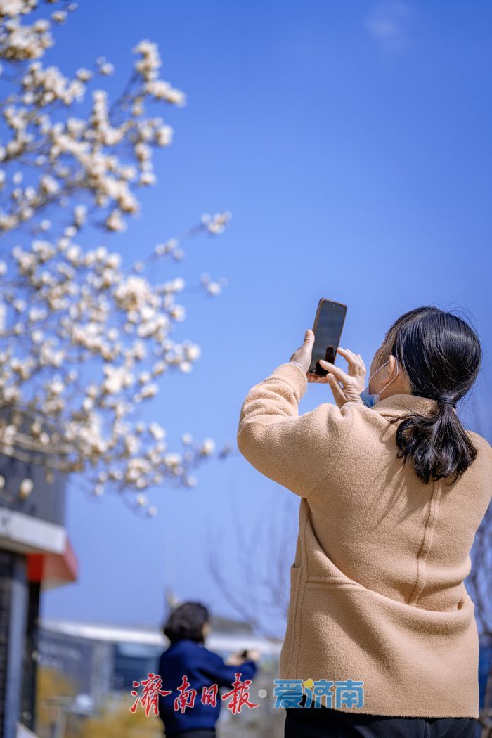 暖阳催花绽！泉城广场玉兰花悄然盛开，邂逅早春浪漫