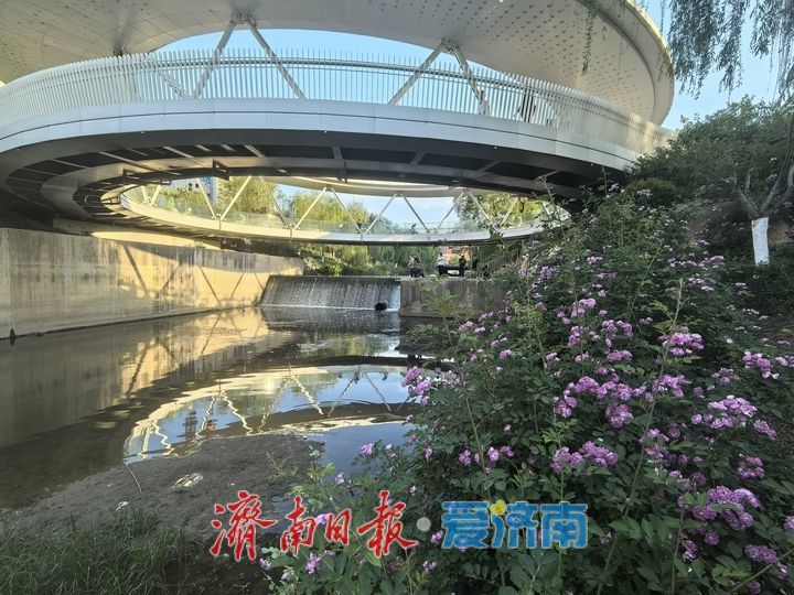 立夏时节 济南腊山河变身“莫奈花园” 