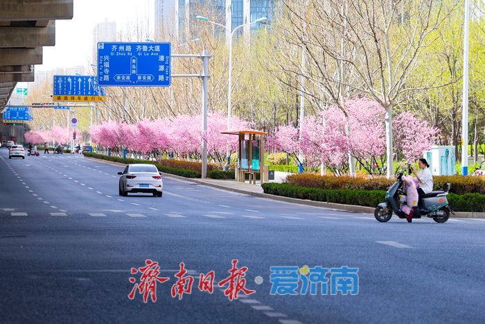 美人梅绽放济南街头，绘就春日浪漫盛景