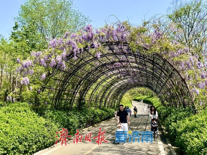 紫藤天幕独具浪漫引客来