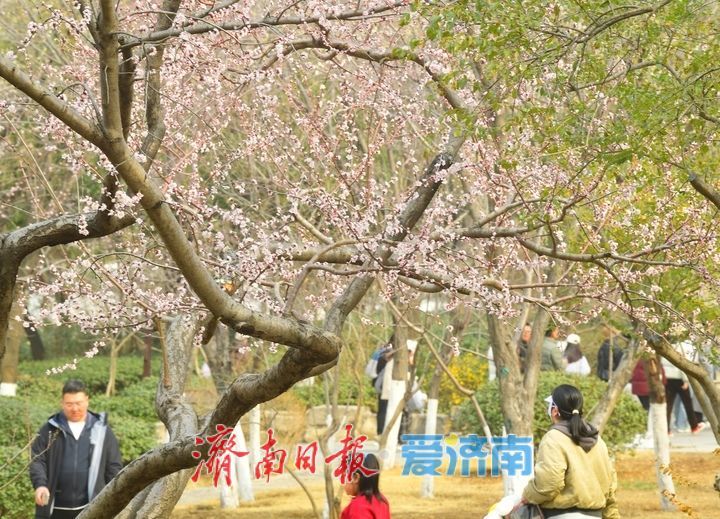 又是一年春时到，桃花依旧笑春风