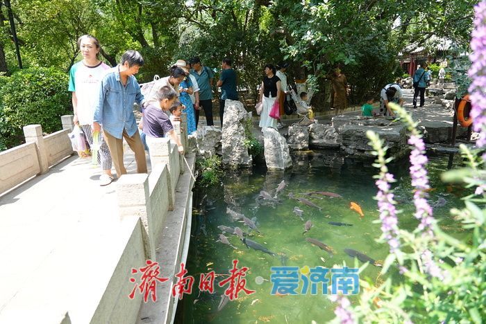 仲夏花事正盛！五龙潭千屈菜萱草花映泉绽放