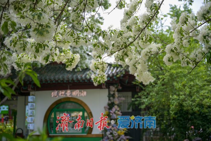 一年四季 泉在济南丨大明湖畔“四月雪” 流苏花开引客来