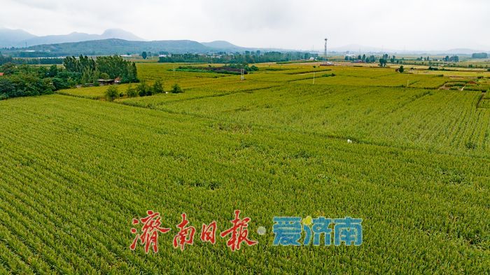 辐射7.5万亩，日烘1800吨：山东粮食烘干“旗舰”已就位，迎战阴雨天气